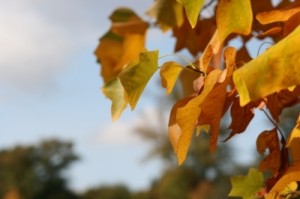Autumn feel Vintage Seasons